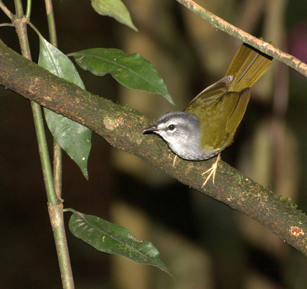 White-rimmed Warbler