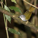 White-browed Warbler - Photo (c) Dario Sanches, some rights reserved (CC BY-SA)
