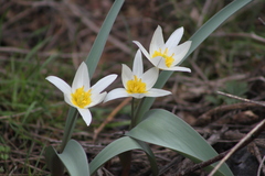 Tulipa orthopoda (Tulipa orthopoda)