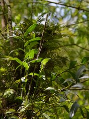 Epidendrum nocturnum
