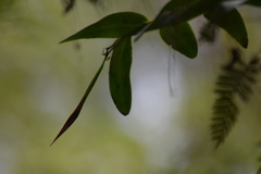 Epidendrum nocturnum