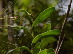 Epidendrum nocturnum