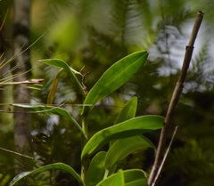 Epidendrum nocturnum