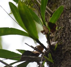 Epidendrum nocturnum