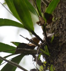 Epidendrum nocturnum
