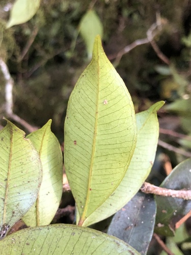 Caldera Satinash (Syzygium nebulosum)