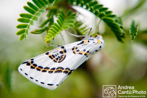 Philtraea mexicana