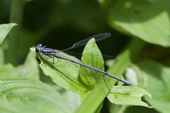 Calicnemia pulverulans