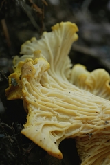 Cantharellus amethysteus