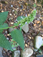 Agastache scrophulariifolia