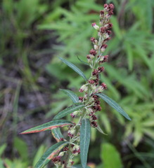 Artemisia vulgaris kamtschatica