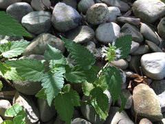 Agastache scrophulariifolia