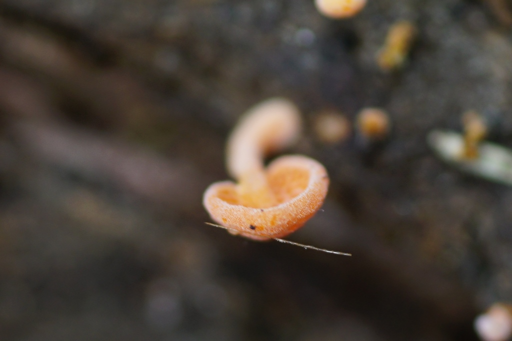 Favolaschia claudopus · March 2025 · photo: © hanwen-zhang (iNaturalist, cc0)