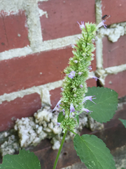 Agastache scrophulariifolia