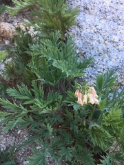 Dicentra nevadensis