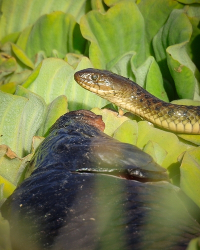 Chequered Keelback