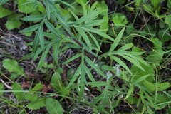 Artemisia vulgaris kamtschatica