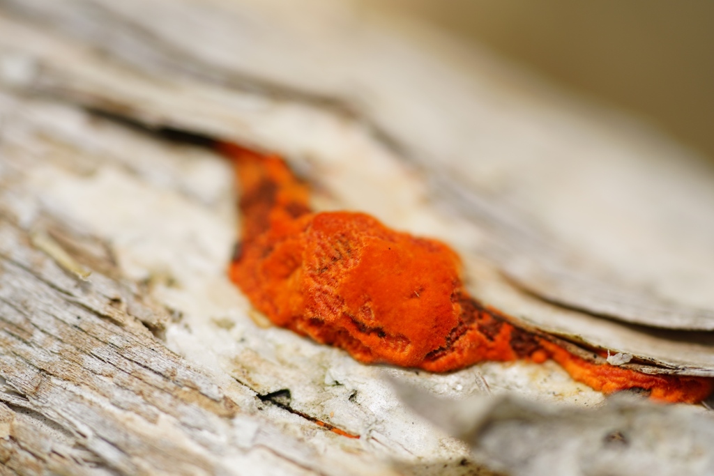 Trametes coccinea · March 2025 · photo: © hanwen-zhang (iNaturalist, cc0)