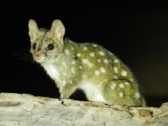 Western Quoll photo 1