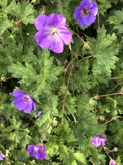 Geranium sylvaticum