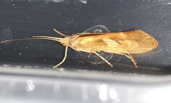 Limnephilus rhombicus