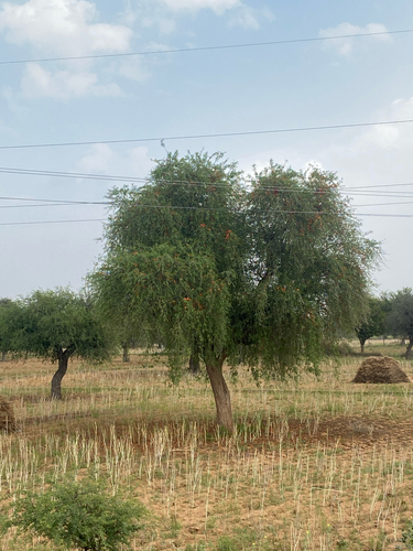 desert teak
