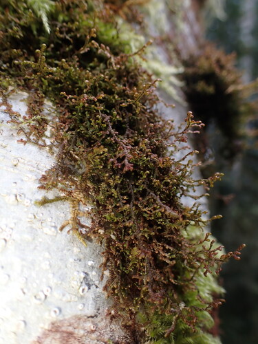 Image of Frullania nisquallensis by (c) elik03, some rights reserved (CC BY)