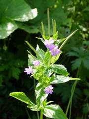 Epilobium alpestre