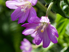 Epilobium alpestre