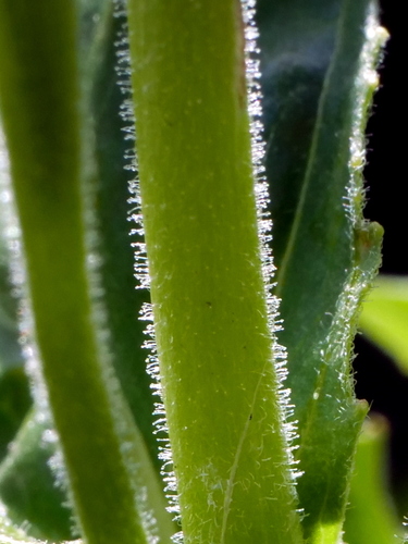 Image of Epilobium alpestre by (c) Wolfgang Jauch, some rights reserved (CC BY)