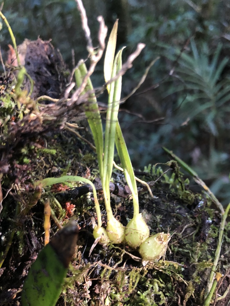 Liparis coelogynoides