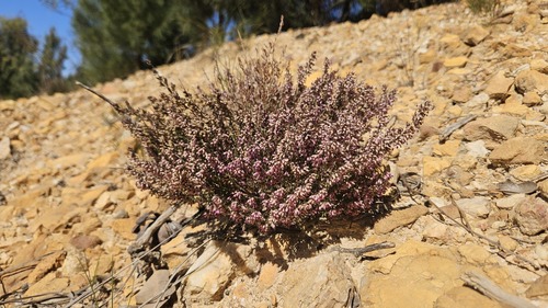Karwyder Heath (Erica karwyderi)