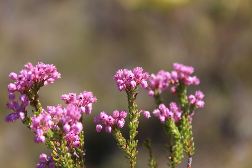 Image of Erica collina by (c) Ren Hoekstra, some rights reserved (CC BY)