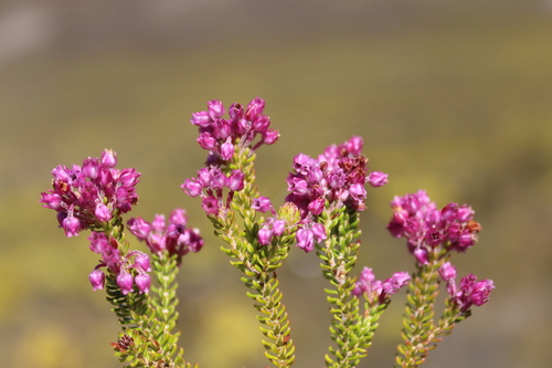 Image of Hill Heath (Erica collina) by (c) Ren Hoekstra, some rights reserved (CC BY)