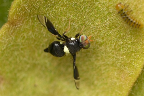 Fusciludia unicuneata observed 2025-03-25