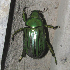 Chrysina gloriosa