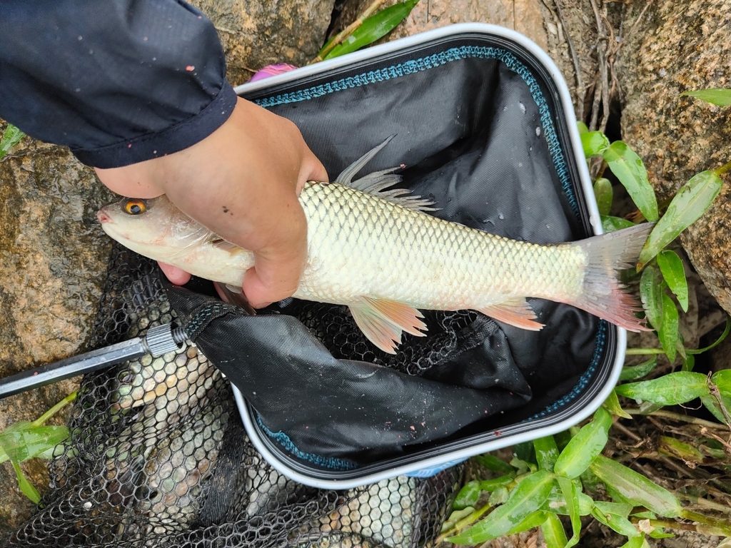 Mrigal carp (Cirrhinus cirrhosus) — Cyprinidae