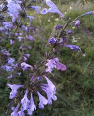 Nepeta sibirica