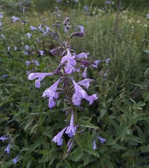 Nepeta sibirica