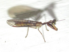 Leptomantispa pulchella
