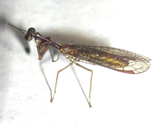 Leptomantispa pulchella