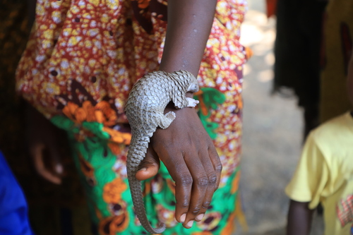 White-bellied Pangolin
