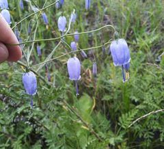 Adenophora stenanthina