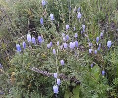 Adenophora stenanthina