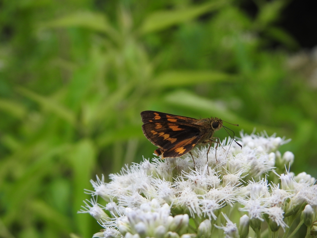 Potanthus trachala (Potanthus trachala) — Biodiversitas Nusantara ...