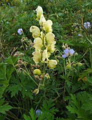 Aconitum anthora
