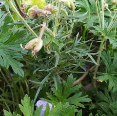 Aconitum anthora