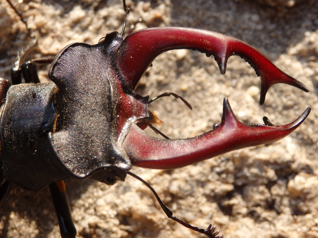 European stag beetle (Lucanus cervus)