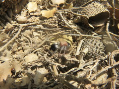Ronisia