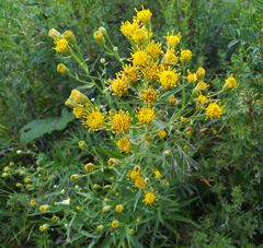 Galatella biflora
